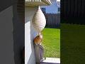 Don’t touch a beehive, cat! 😹🐝 #cat #bee #behive #funnycat #catvideos #catshorts #funnyanimals