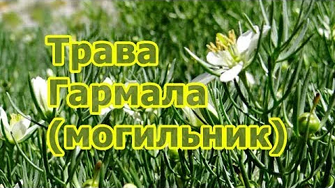 Могильник-трава Гармала обыкновенная - лечебные свойства растения, рецепт настойки, применение.