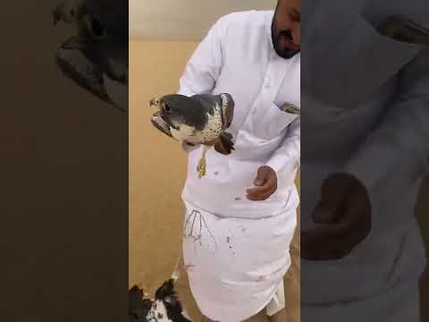 شاهين قرناس طرح الكويت جنوب اخوكم الهدلاني
