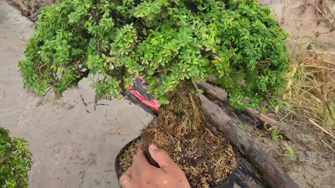 7. Ứng Dụng Linh Sam Trong Phong Thủy Và Cảnh Quan