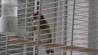 Albanian Dfinch , Chardonneret , Gardelina . Karderina