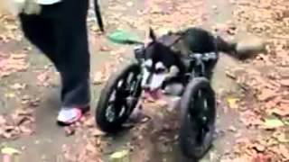 Derby the dog: Running on 3D Printed Prosthetics