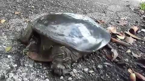Florida Softshell  Turtle Attack