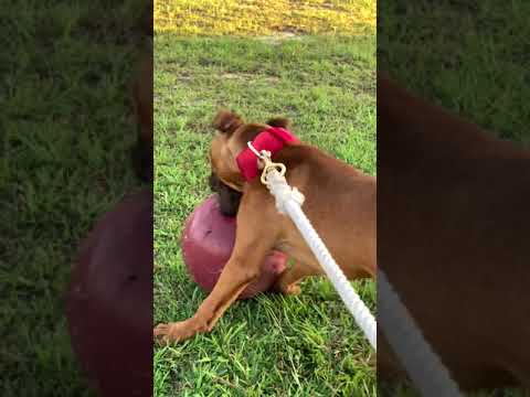 75%maverick 25%cowboy Apbt game bred bulldog ✅