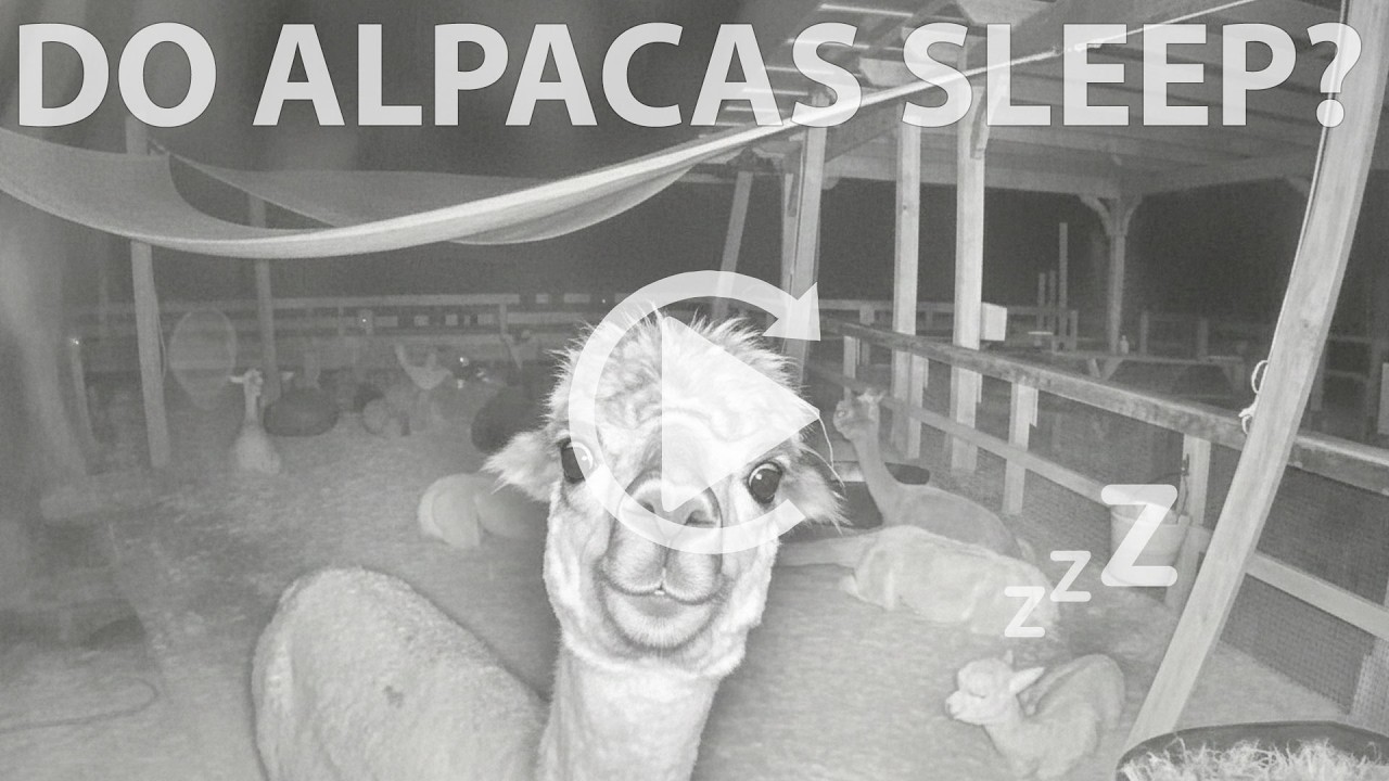 Alpacas Sleeping at Night 🦙🌙 4 Hours of Infrared ASMR (Relaxing Nature Sounds)