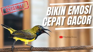 Cepat Gacor Langsung Emosi Kalau Mendengar Pancingan Sogon ini #pancingansogon #sogongacordor 