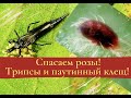 Спасаем розы! Трипсы и паутинный клещ!