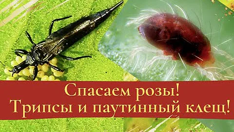 Спасаем розы! Трипсы и паутинный клещ!