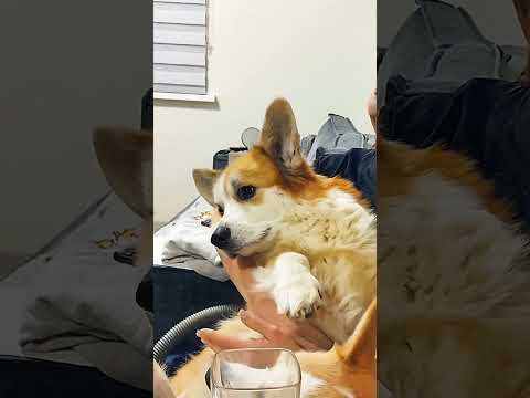 А это наш Рики-Тики, зовут Сеней 😉 #dog #pets #cuteanimals #fluffyfriends