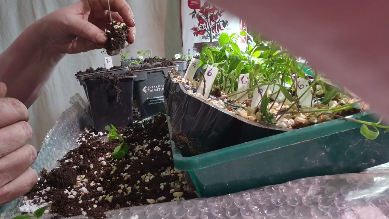 Chilien kouliminen ja istutusmullan sekoitus