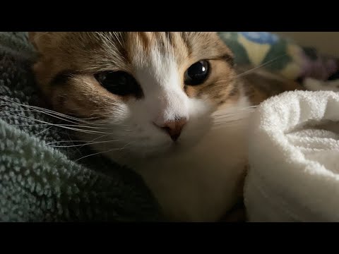 【猫ASMR】猫のゴロゴロ音