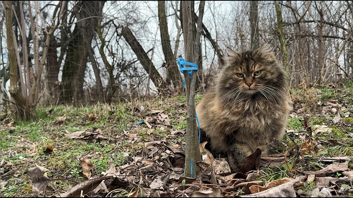Video 7872731: siberian cat enjoying, adorable cats