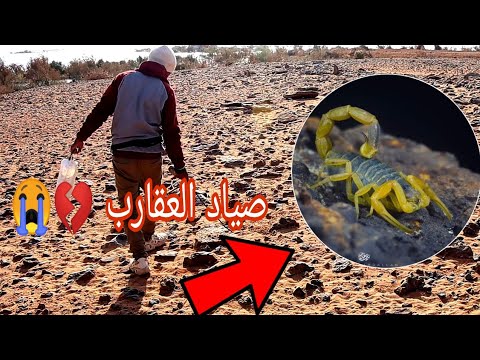 رحلة صيد 3000 عقرب في الصحراء لمدة 20يوم