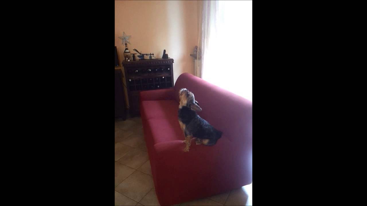 Cane che ulula YouTube