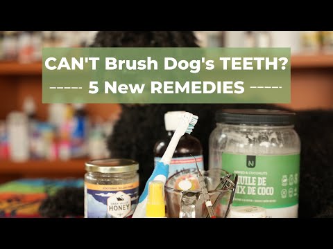 Video: 5 ideer til 83% af os, som ikke børster vores hunds tænder