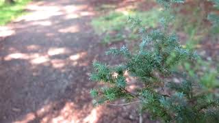Cryptomeria japonica 'Ellegans Compacta' kryptomerie japonská
