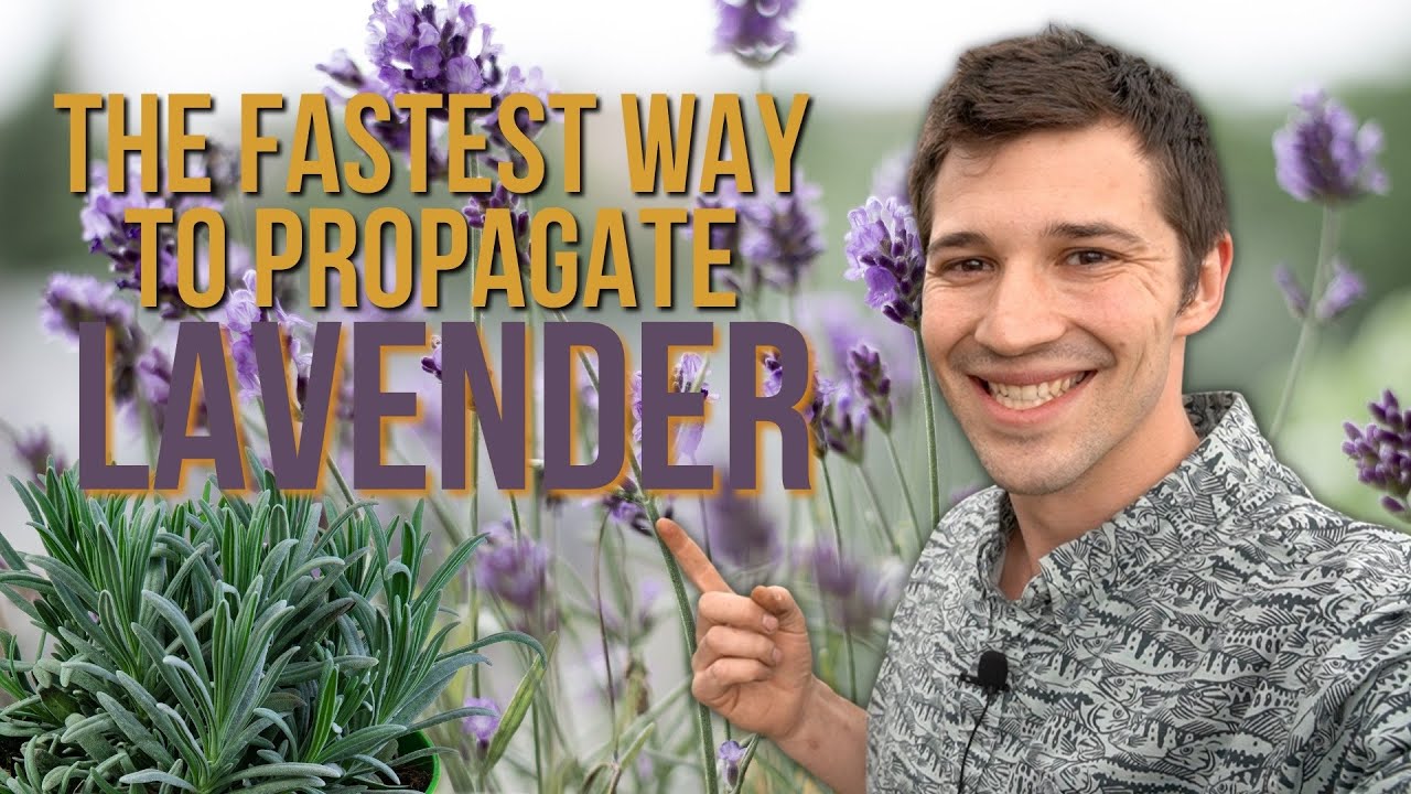 The Quickest Way to Propagate Lavender! Stop Wasting Your VALUABLE TIME!