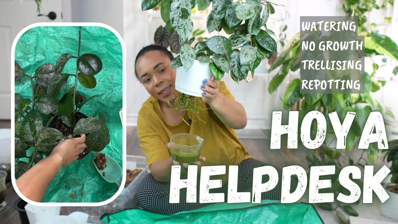 🪴Hoya Helpdesk: Your Questions, My Answers