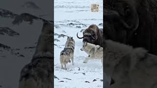 Musk Ox Faces a Hungry Arctic Wolf 🐺❄️” #wildlife #animals