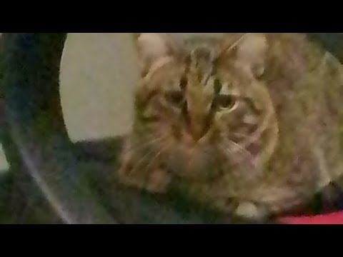 Live Vole un brainrot je joue avc vous et je donnei