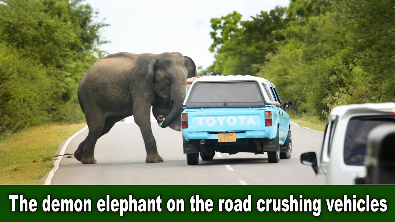 The demon elephant on the road crushing vehicles सड़क पर वाहनों को