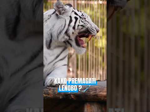 Se vam kdaj ne da umiti zob? 🥵 Vprašaj zobozdravnika