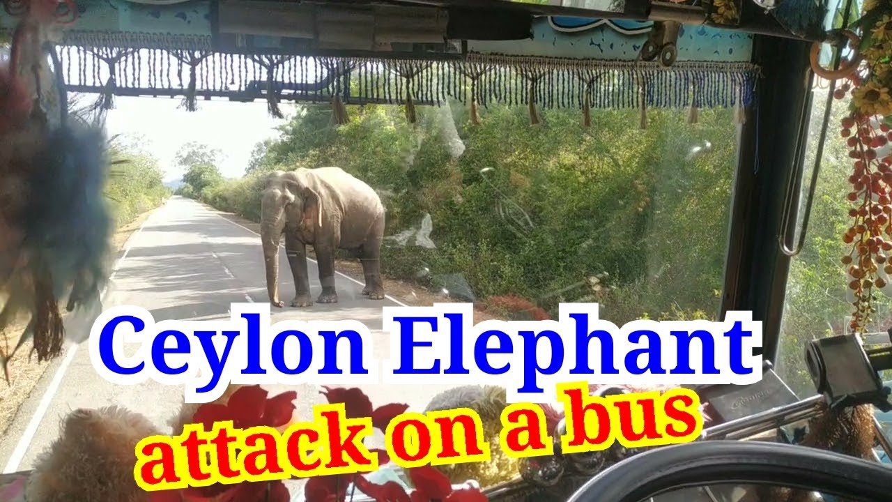 Ceylon elephant attack on a bus