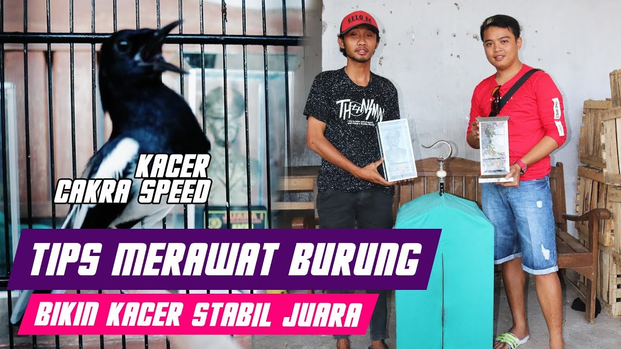 TIPS MERAWAT BURUNG Bikin Kacer CAKRA SPEED Stabil Juara 