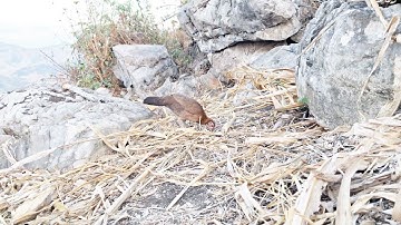 Bẫy gà rừng bằng mái cực kỳ hiệu quả. Muab poj cuab qaib qus thiaj mag zoo