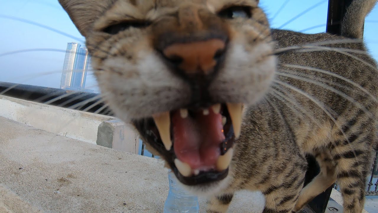 Homeless cats in Ras Al Khaimah, UAE #cat #cats #viral #emirates #UAE # ...