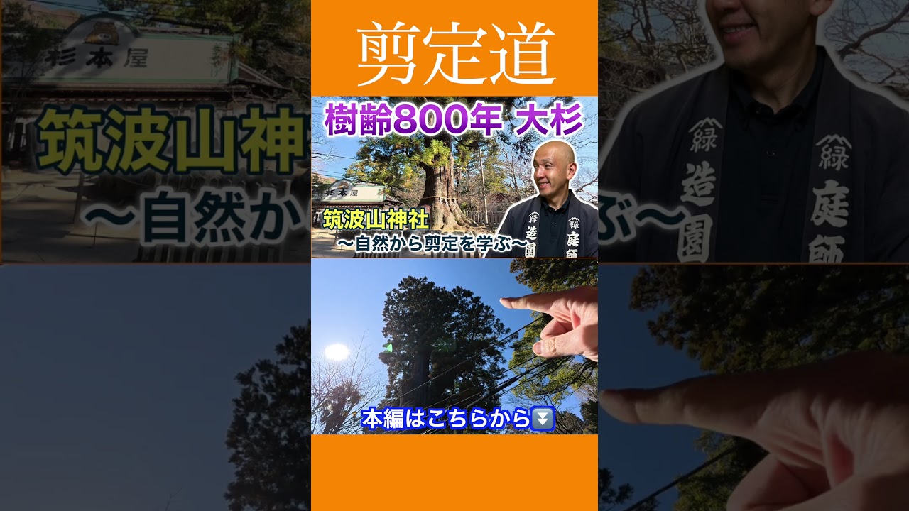 《樹齢800年》万葉集にも歌われるパワースポット筑波山の大杉 #剪定方法 #庭作業 #庭木の管理 #お出かけ #パワースポット #巨木 #杉 #筑波