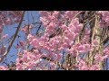 旧俳優長谷川一夫邸跡の桜&嵯峨の小径 二尊院辺りの桜
