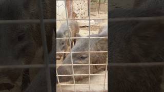 de visita a un zoológico #shortvideos #naturaleza