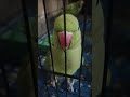 pet pet