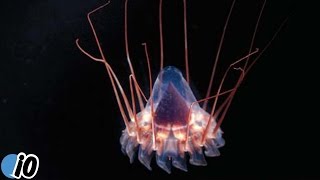 Scientists Discover New Creature In The Deep Sea