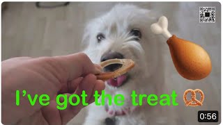 Cute dog getting the treats
