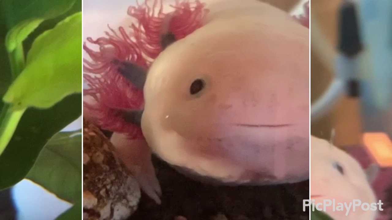 最高の動物画像 新鮮な可愛い ウーパールーパー