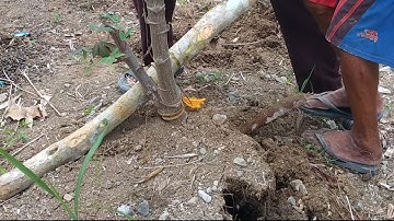 Cara mencabut singkong dengan mudah