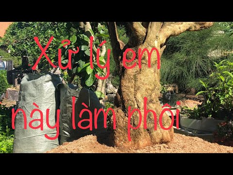Video CÂY HOA GIẤY MỸ KHỦNG LONG - youtube