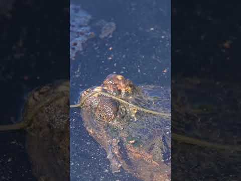 Exploring - Common Snapping Turtle (Chelydra serpentina)