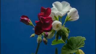 Video Background Bunga | Background Video Bunga Bergerak