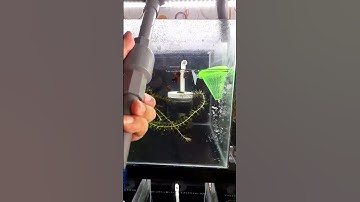 Thật hay giả việc thay nước máy trực tiếp cho hồ cá 7 màu  | thich nuoi ca #shorts