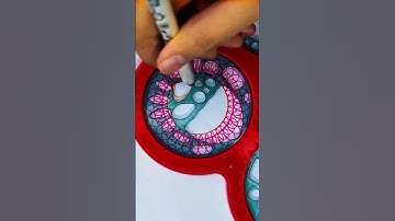 So Addictive… You Won’t Notice It’s Looping 🔁