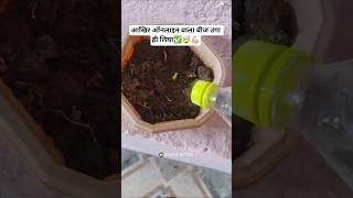 किसने कहा वाले बीज नहीं उगते 🌱 | maine lagayi technique #shorts #gardening #vlogging #daily