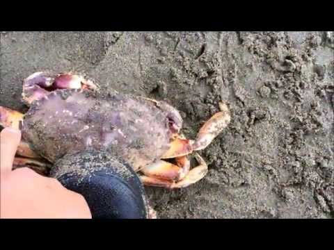 Video: Unde să mănânci crabi în San Francisco