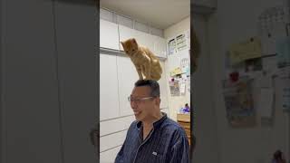 Playful Cat Perches on Man's Head
