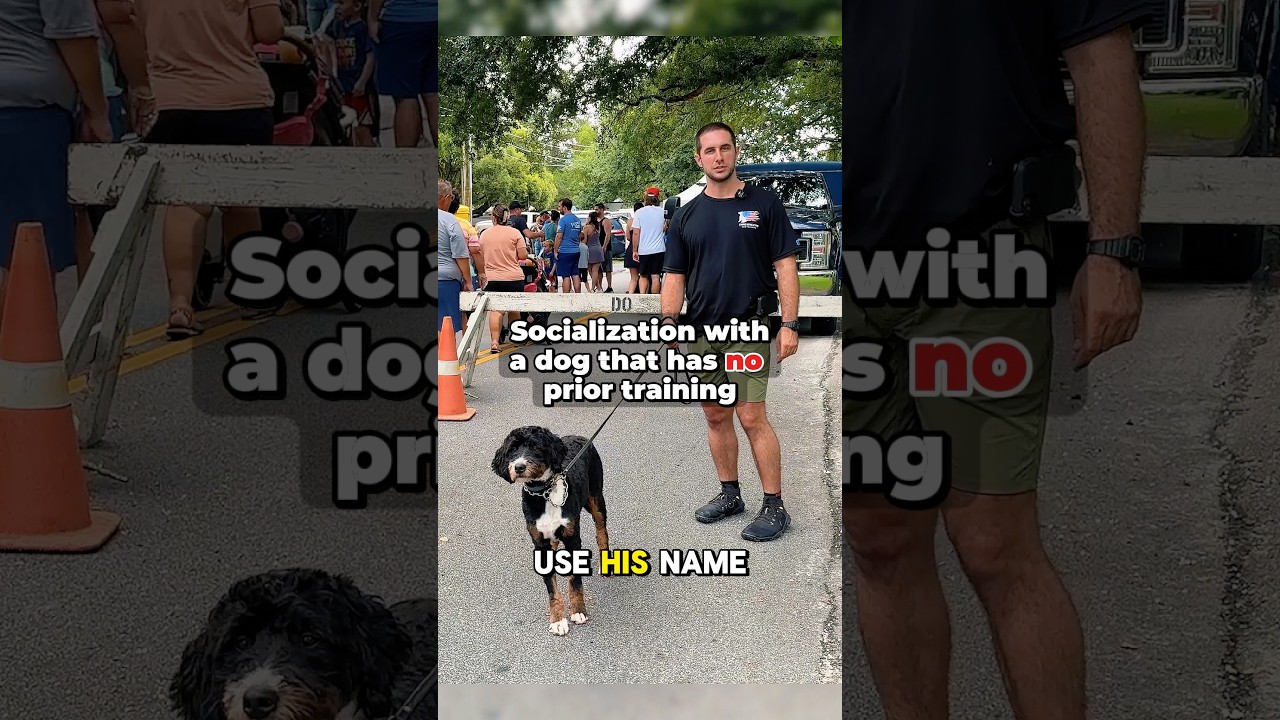 Socializing a Dog with ZERO Training #dogs
