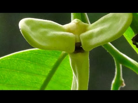 Hand pollinating Rolinia deliciosa