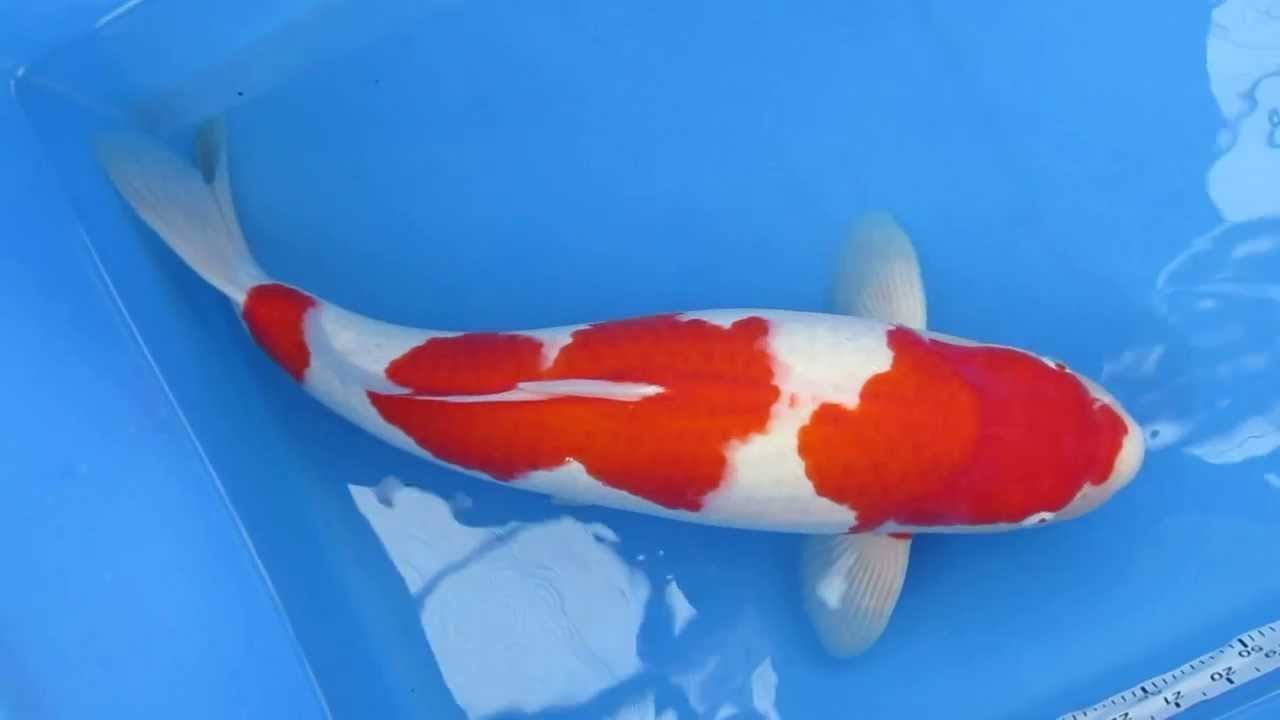 14 Jenis Ikan Koi Kohaku Juara Kontes Internasional YouTube