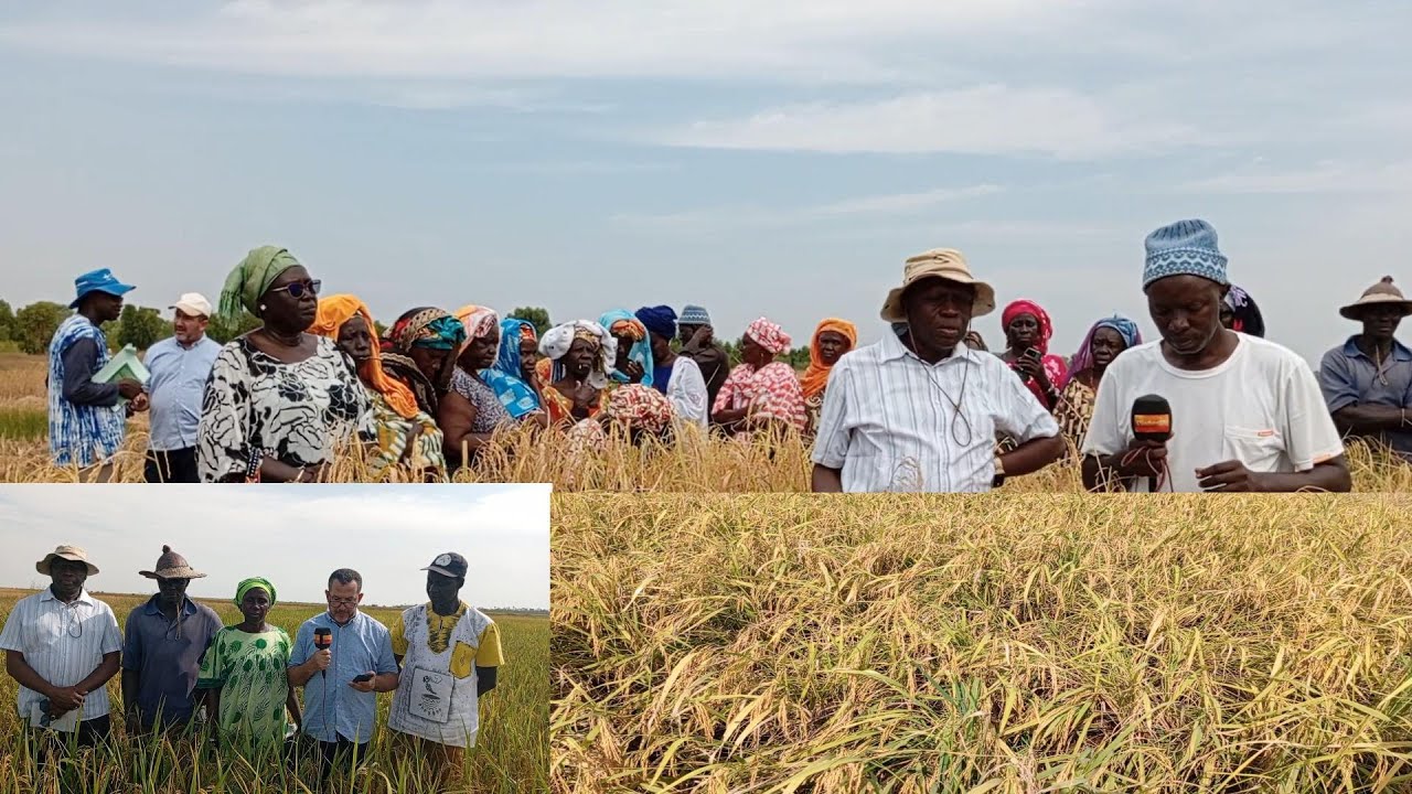 Africa Rice au service de la rizicultrice : une expérience réussie à Diofior  avec l’OP SaaxJam